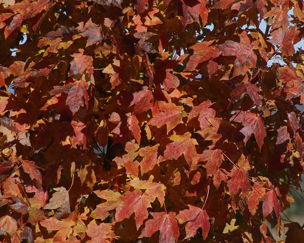 Acer saccharum - Sugar Maple, National Arboretum, Canberra