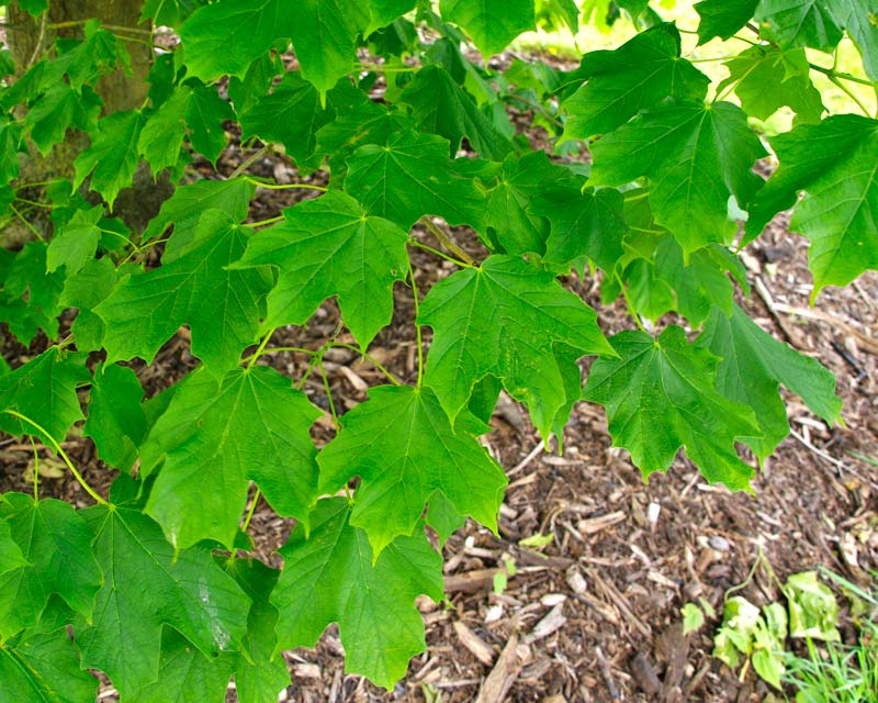 Acer saccharum leaves in spring