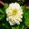 Zinnia elegans - double cream flower