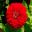 Zinnia elegans - double red flower