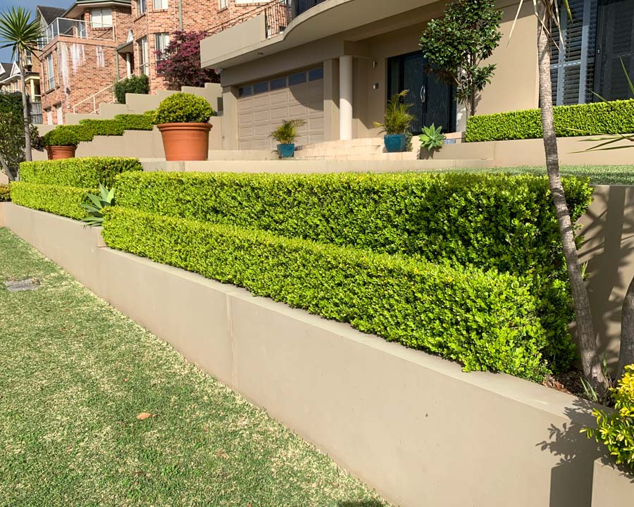 Buxus sempervirens, English Box hedging