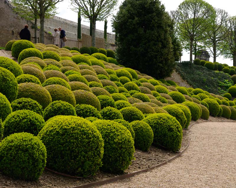 The French make so much use of Buxus sempervirens, being masters of topiary gardens, like this one at Ambois.