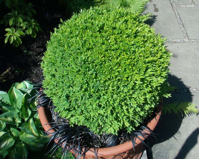 Buxus sempervirens seen here combined with Ophiopogon planiscapus nigrescens as a contrasting collar