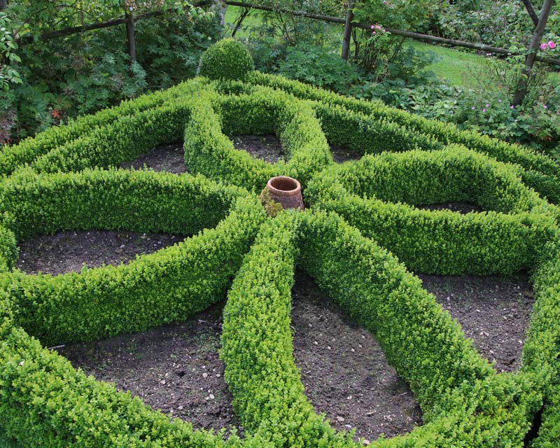 Buxus sempervirens as used in Knot Gardens