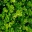Buxus sempervirens foliage
