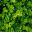 Buxus sempervirens foliage