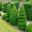 Buxus sempervirens, the first choice for topiary