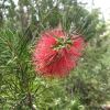 Callistemon pinifolius Pine leaved bottlebrush - photo  Melburnian