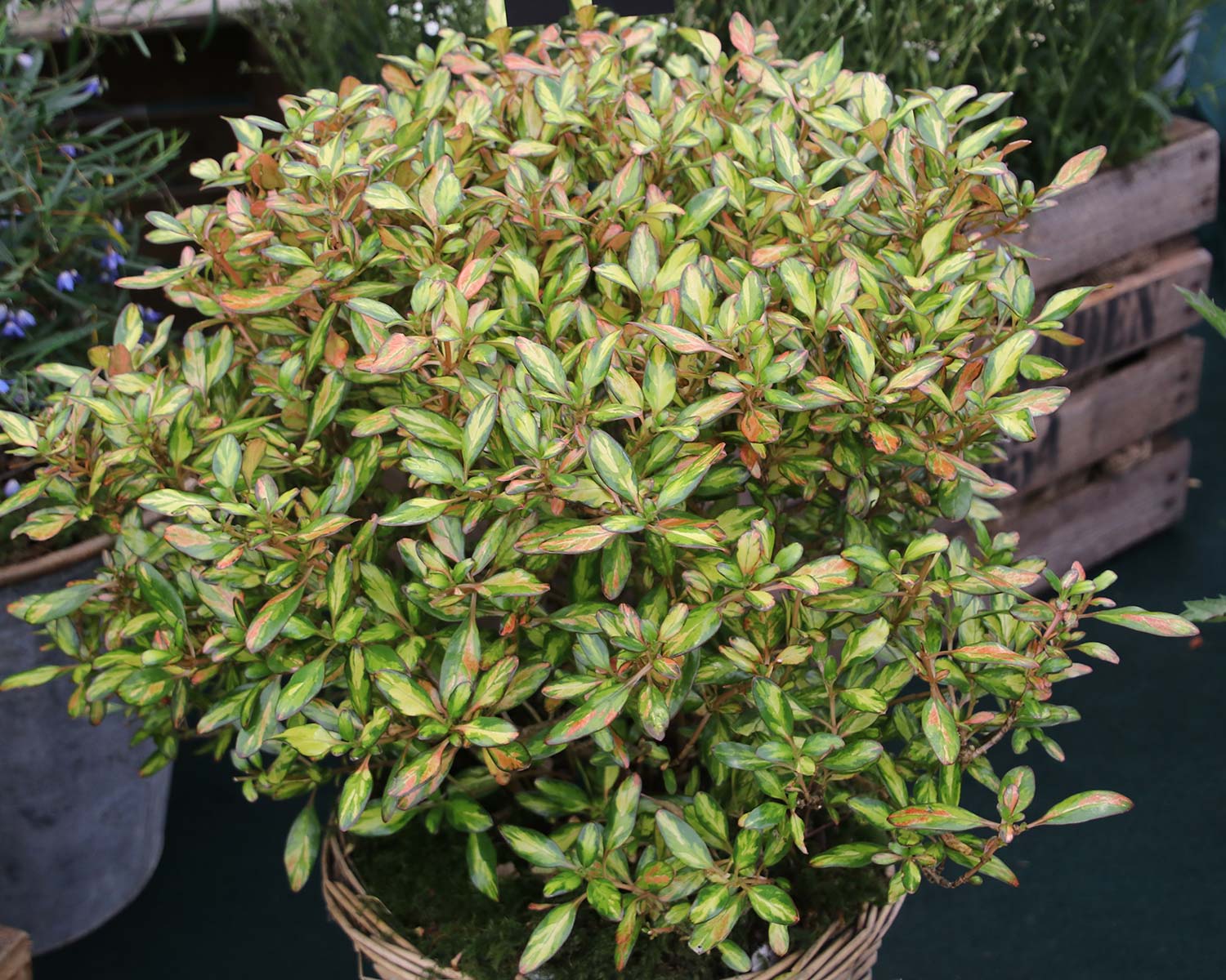Coprosma 'Evening Glow' - leaves turn deeper orange and pink in autumn and winter