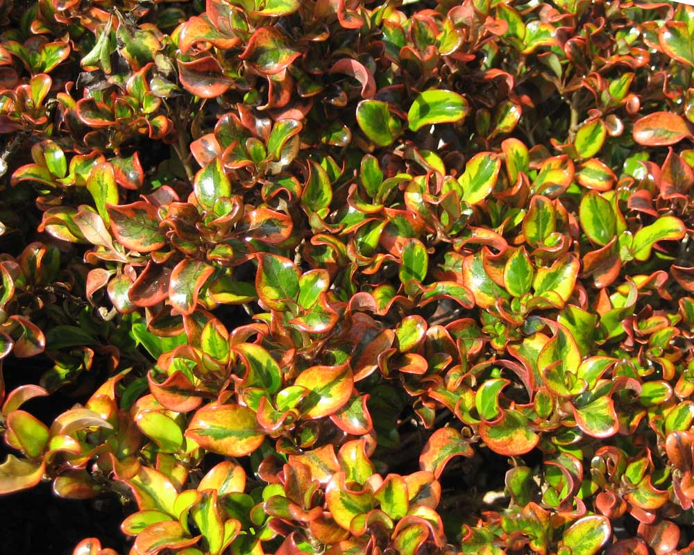 Coprosma  - this is Tequila Sunrise which goes well in pots and tubs and is good for topiary.