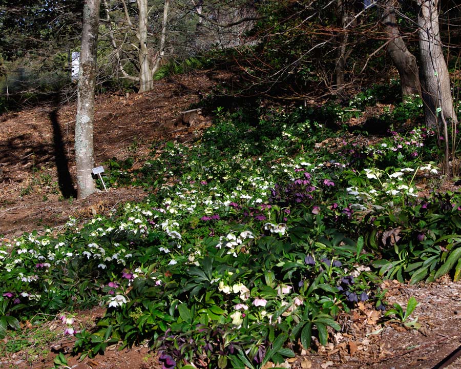 Helleborus orientalis planted en masse in woodland setting - Botanic Garden Mount Tomah