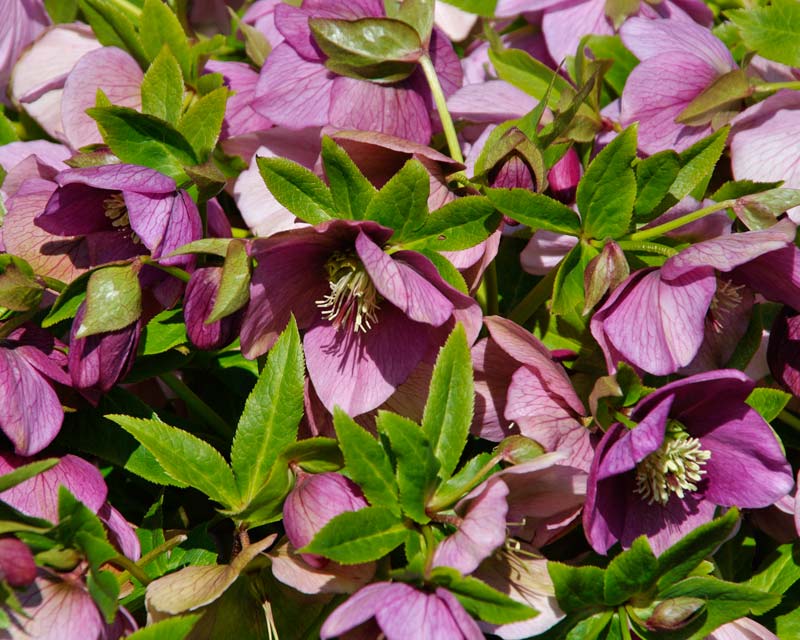 helleborus x hybridus Harvington Pink