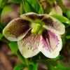 Helleborus x hybridus - Cream and deep mauve flowers