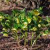 Helleborus orientalis - yellow winter flowers - Botanic Garden Mount Tomah
