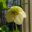 Helleborus orientalis  hybrid - cream
