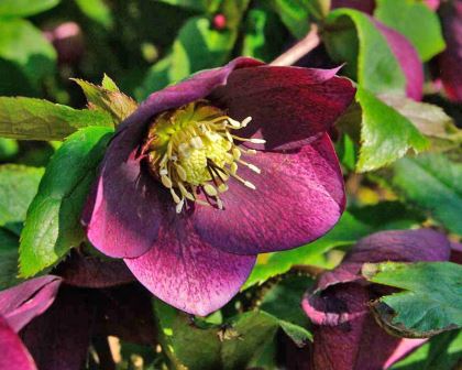 Lenten Rose or Helleborus Orientalis - one of many hybrids - this is maroon to pink