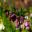 Helleborus orientalis - maroon winter flowers - The Everglades Leura