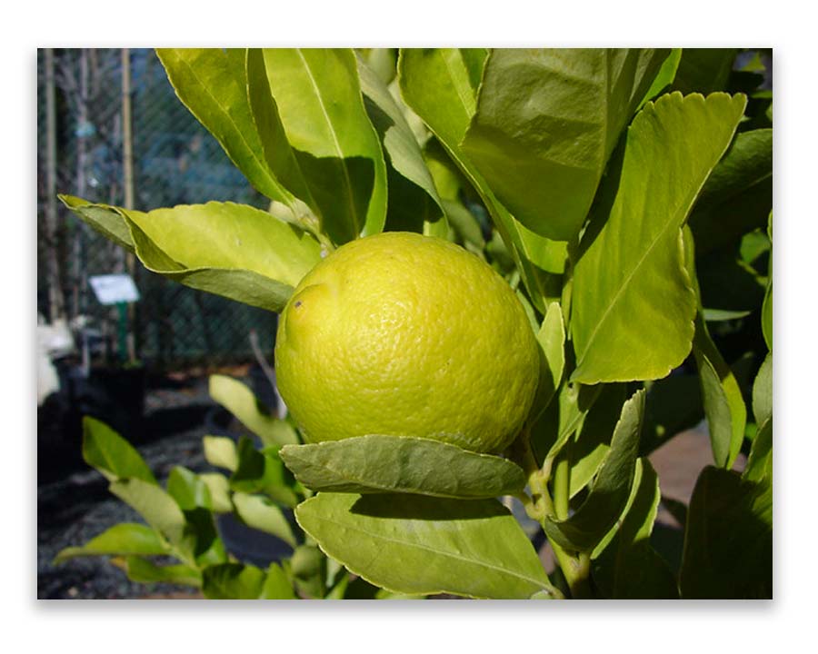 Citrus aurantifolia Tahitian Lime