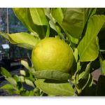 Citrus aurantifolia 
