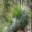 Xanthorrhoea australis, grass tree, black boy
