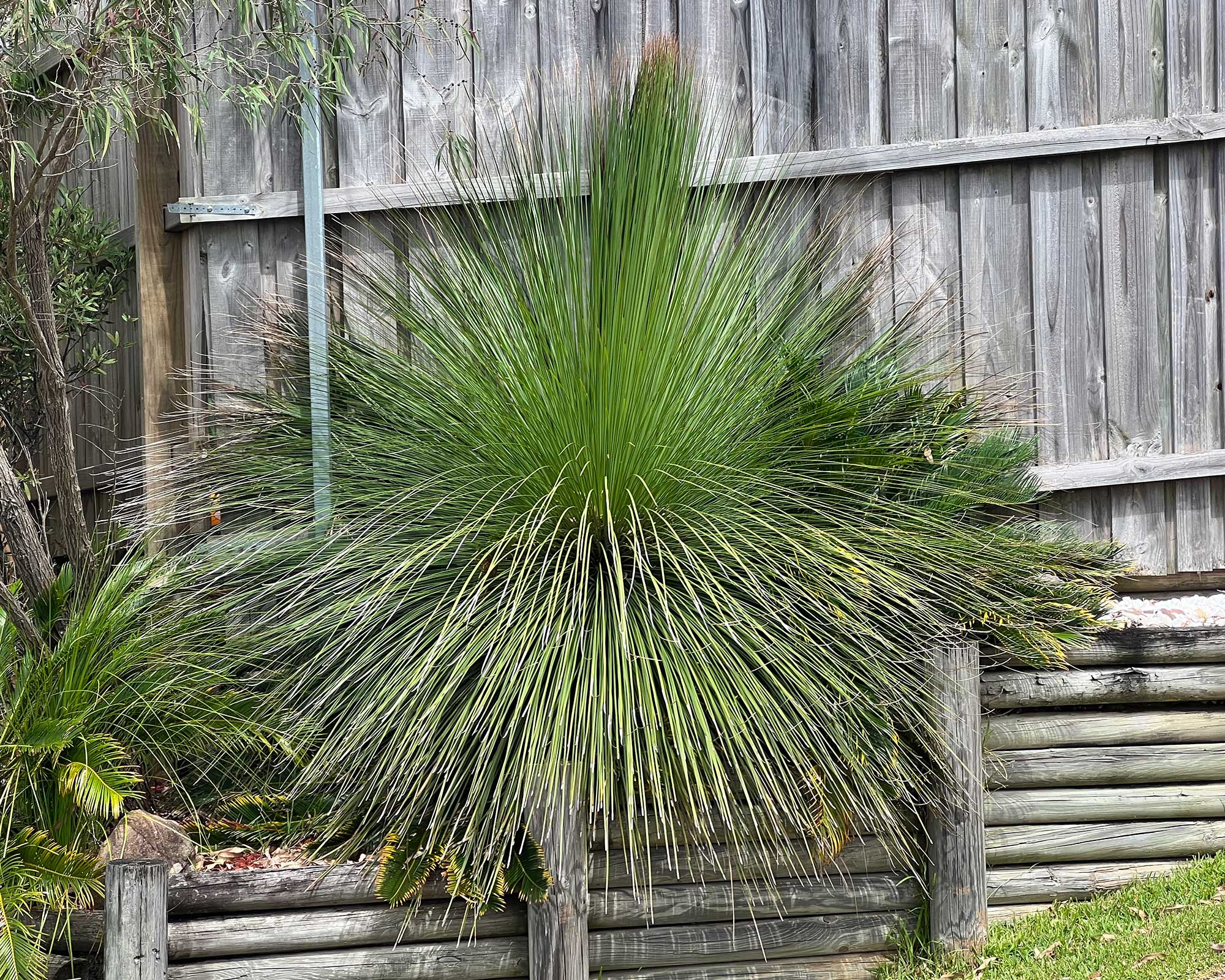 Xanthorrhoea australis, Grass Tree