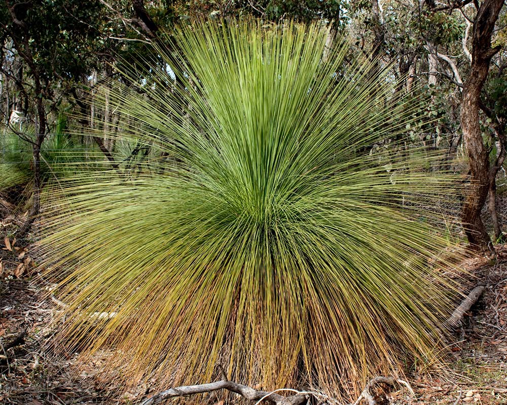 Xanthorrhoea australis, photo Rexness