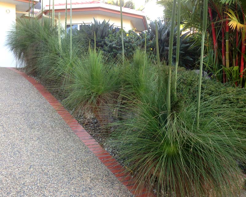 Xanthorrhoea in landscaping use