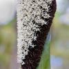 Xanthorrhoea australis - close up of the spike in bloom