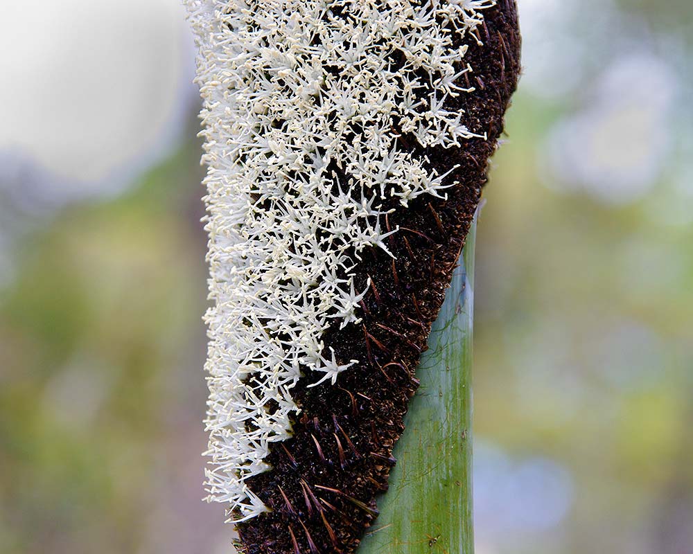 Xanthorrhoea australis - close up of the spike in bloom
