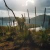 Xanthorrhoea australis - from the top of an island in the Whitsundays, Queensland.