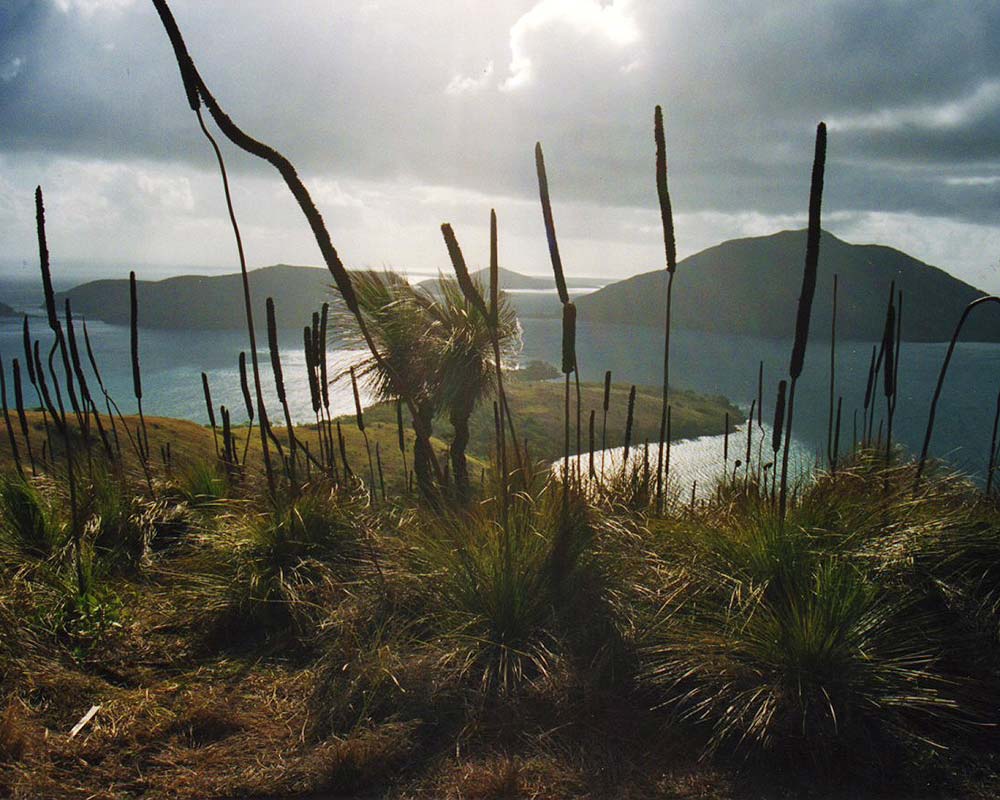 Xanthorrhoea australis - from the top of an island in the Whitsundays, Queensland.