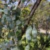 Acacia podalyriifolia - Queensland Silver Wattle