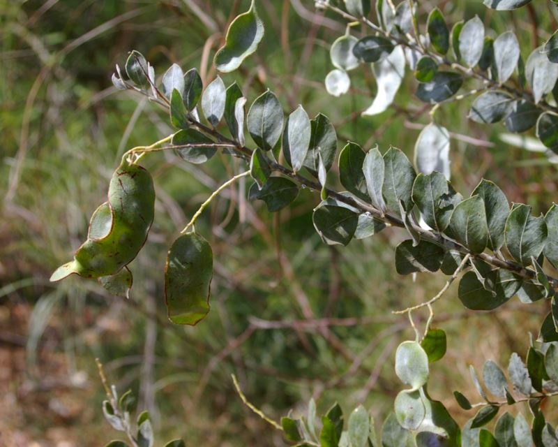 Acacia podalyriifolia - Queensland Silver Wattle