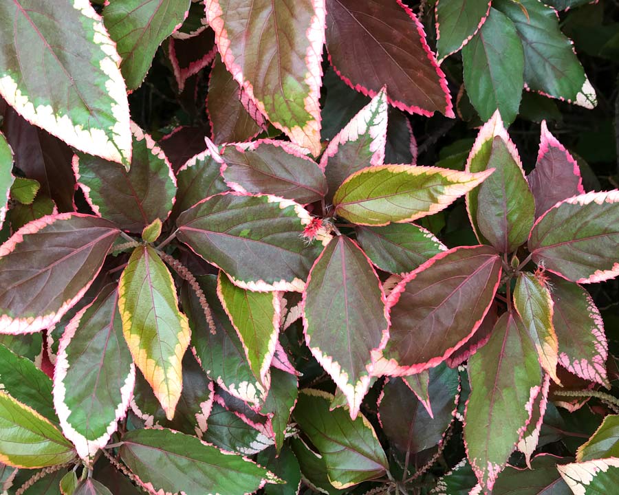 Acalypha wilkesiana variegated cultivar - copper leaves with pink or white margin
