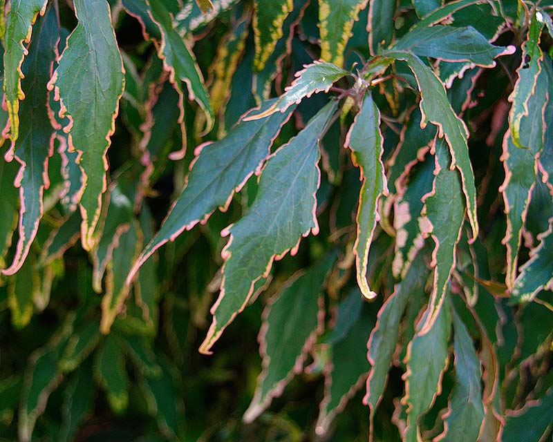 Acalypha wilkesiana this is the foliage of cultivar Cheryls-Choice