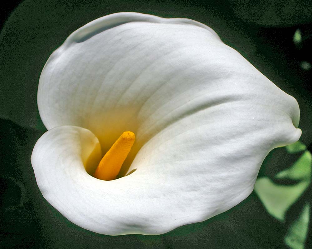 The Arum Lily is extremely elegant in its beauty.