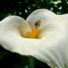 Zantedeschia aethiopica - Bee lands of the yellow spadix of Arum Lily
