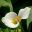 Zantedeschia aethiopica - perfect while flower of Arum lily