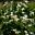 Zantedeschia aethiopica en masse