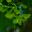 Acer platanoides - Norway Maple, the distinctive double samara