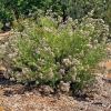 Chamelaucium uncinatum 'Lady Stephanie' - Geraldton Wax - Mount Annan Botanic Gardens