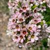 Chamelaucium uncinatum 'Lady Stephanie' - white to pink flowers in spring