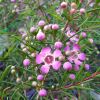 Chamelaucium unicatum - mauve flowers