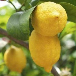 Citrus limon 'Eureka'
