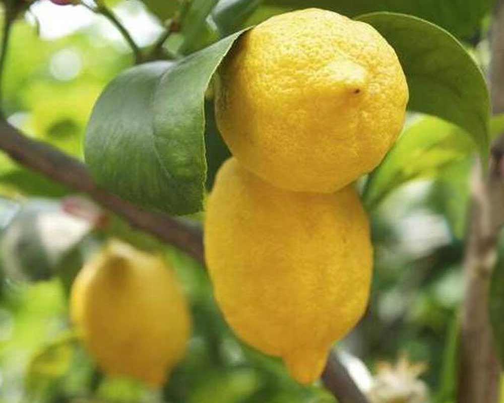 Citrus limon Eureka