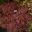 Acer palmatum Dissectum 'Crimson Princess'