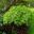 Acer palmatum dissectum