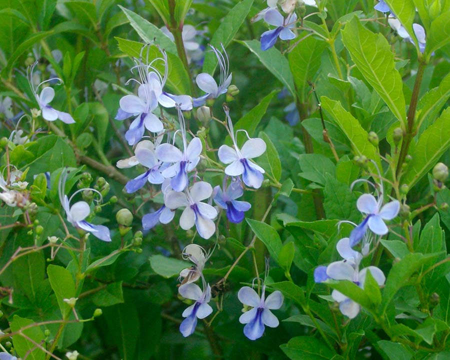 Rotheca myricoides previously known as Clerodendrum ugandense - The Blue Butterfly Bush