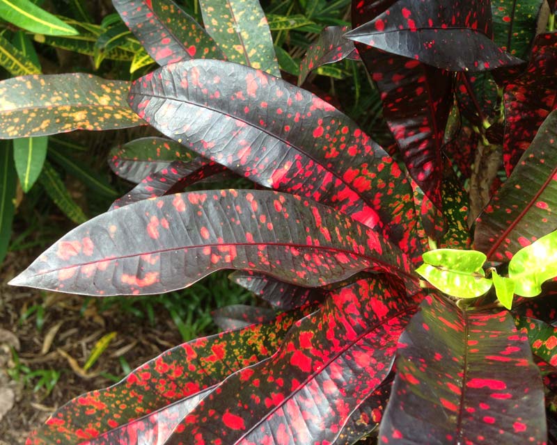Codiaeum variegatum Red Spot