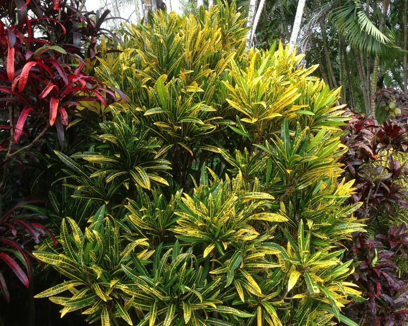 Codiaeum variegatum unnamed hybrid